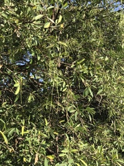 Alstonia scholaris