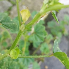 Malva multiflora