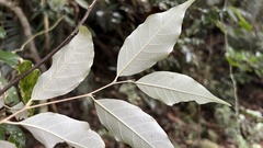 Styrax suberifolius