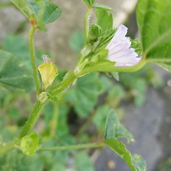 Malva multiflora