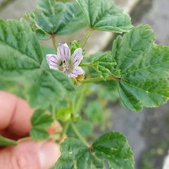 Malva multiflora