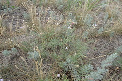 Astragalus silvisteppaceus