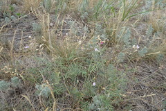 Astragalus silvisteppaceus