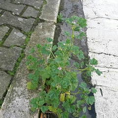 Malva multiflora