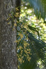 Pseudovanilla foliata