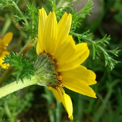 Anacyclus radiatus