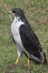 Buteo augur