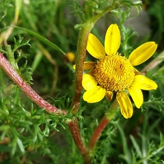Anacyclus radiatus