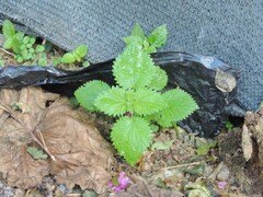 Urtica membranacea