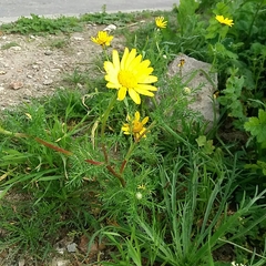 Anacyclus radiatus