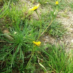 Anacyclus radiatus