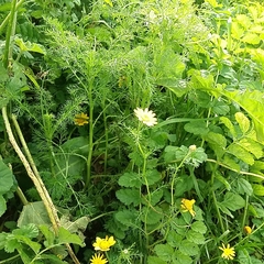 Anacyclus radiatus