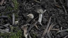 Asterophora parasitica