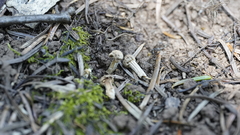 Asterophora parasitica