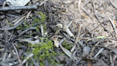 Asterophora parasitica