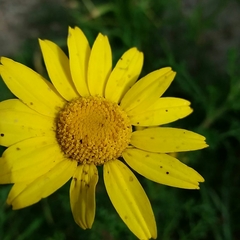 Anacyclus radiatus