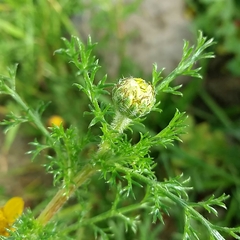 Anacyclus radiatus