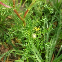 Anacyclus radiatus