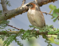 Passer rufocinctus
