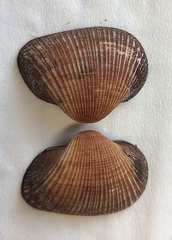 Verilarca interplicata