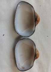 Verilarca interplicata