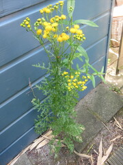 Jacobaea vulgaris dunensis