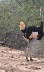 Struthio molybdophanes