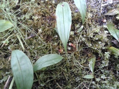 Maianthemum trifolium