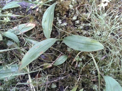 Maianthemum trifolium