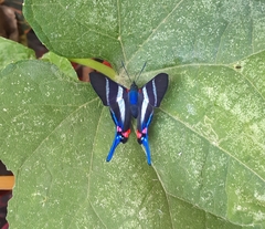 Rhetus arcius