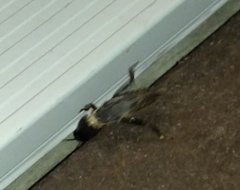 Gryllotalpa australis