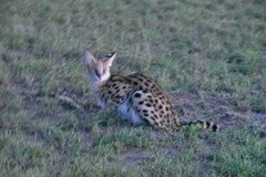 Leptailurus serval lipostictus