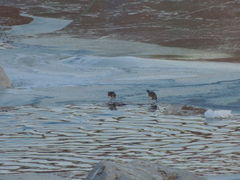 Charadrius placidus