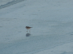 Charadrius placidus