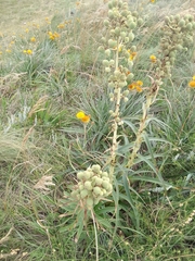 Eryngium horridum