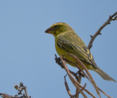 Crithagra sulphurata