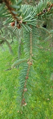 Picea abies