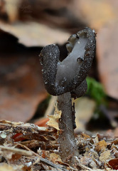 Helvella ephippium