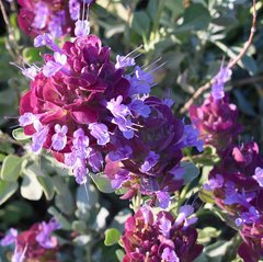 Salvia pachyphylla