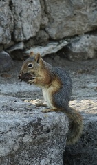 Sciurus anomalus