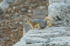 Sciurus anomalus