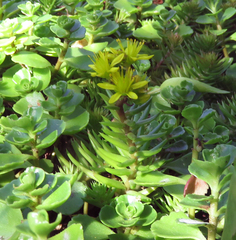 Petrosedum rupestre