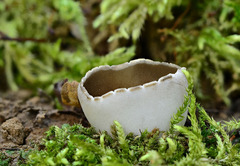 Dissingia leucomelaena