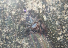 Carrhotus viduus
