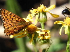 Boloria chariclea