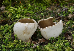 Dissingia leucomelaena