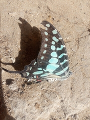 Graphium antheus