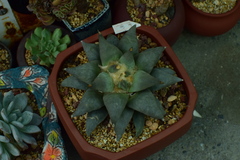 Ariocarpus retusus
