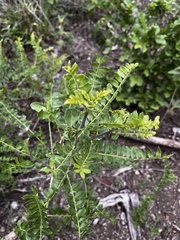 Zanthoxylum humile