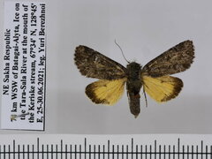 Coranarta carbonaria